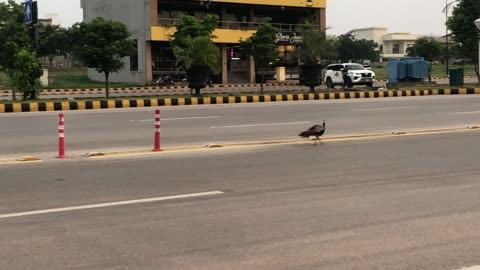 peacock on the road