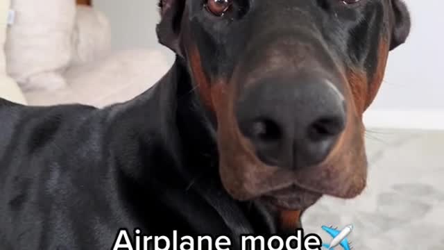Bear's different+Modes+
