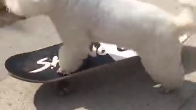 Dog On Skateboard 🤣Try Not To Laugh🤣