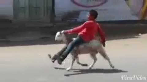 Funny Video