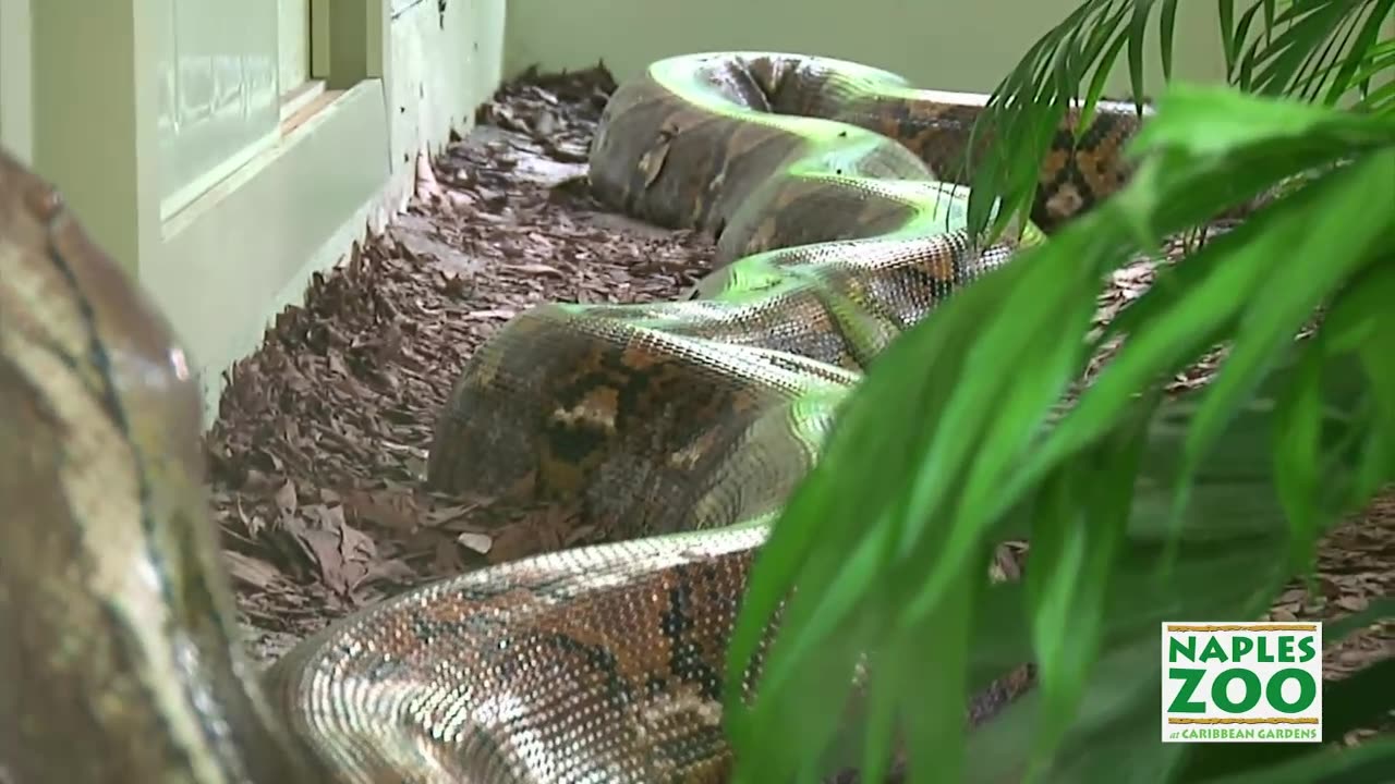 5 Biggest Snakes In The World Known To Man