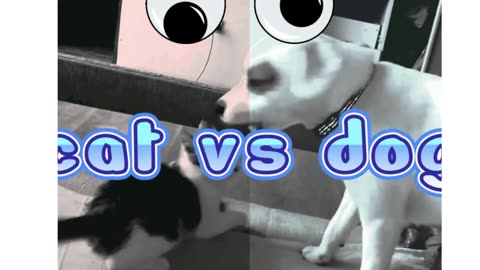 CAT VS DOG