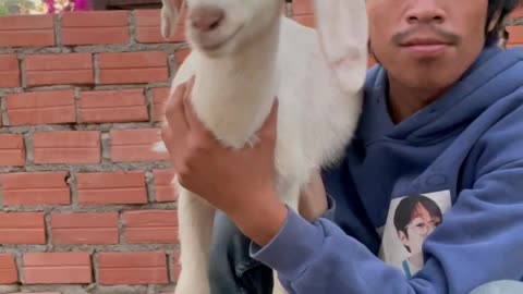 so beautiful goat, and lovely owner