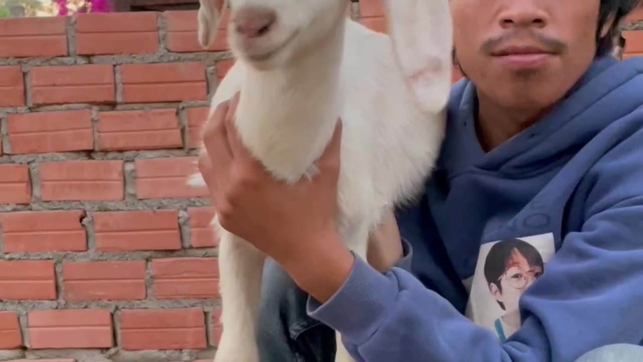 so beautiful goat, and lovely owner