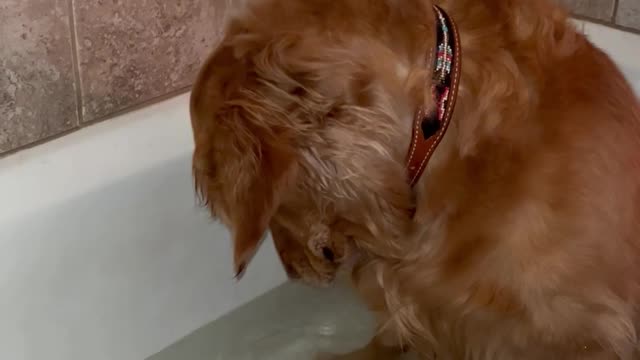 Golden Retriever Looks After Ducklings