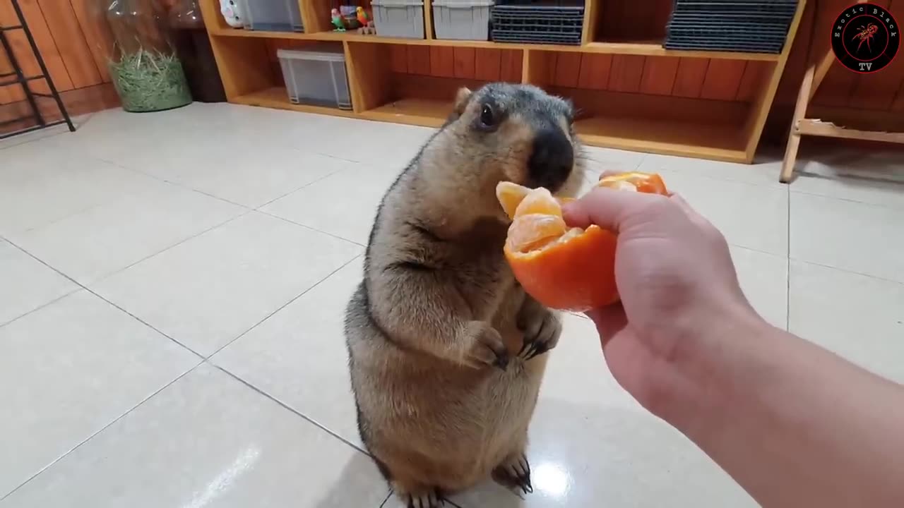 marmot experiences an orange for the first time funny video