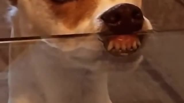 Do you think he’s hungry or greedy