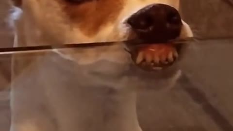 Do you think he’s hungry or greedy