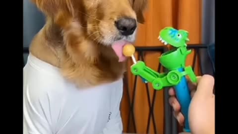 Funny video of dog