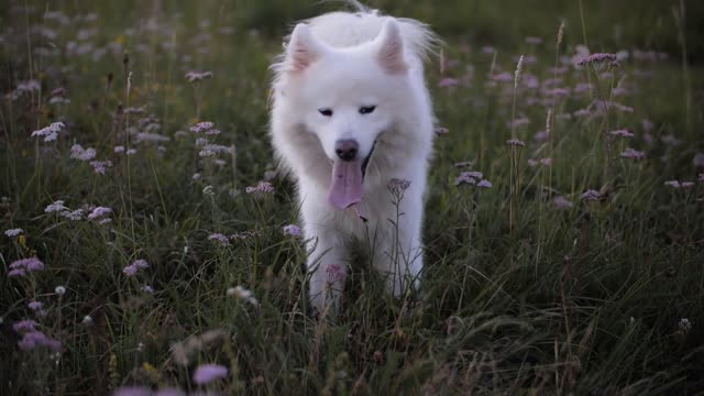 Tierärztlich geprüfte Rezepte für selbstgemachtes Hundefutter.