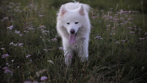 Tierärztlich geprüfte Rezepte für selbstgemachtes Hundefutter.