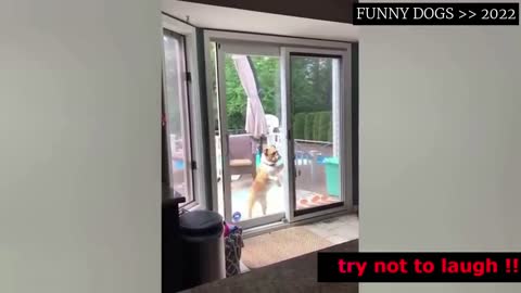🐶 Funny Dog Videos 🐶