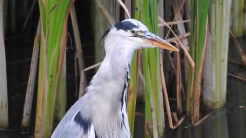 Heron swallowing a huge fish :D