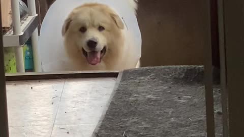 Cone Can’t Stop Doggy From Squeezing Through Gate