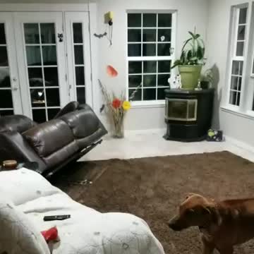 Dog shocks owner by knocking over couch