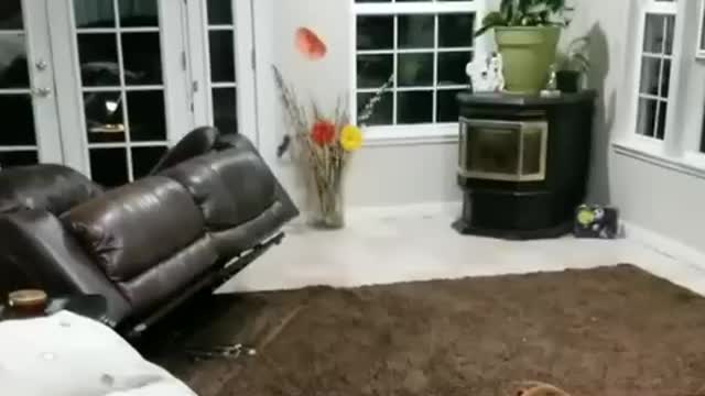 Dog shocks owner by knocking over couch