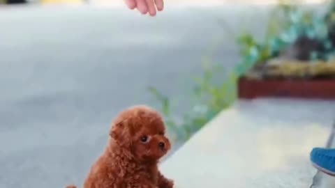 adorable puppy