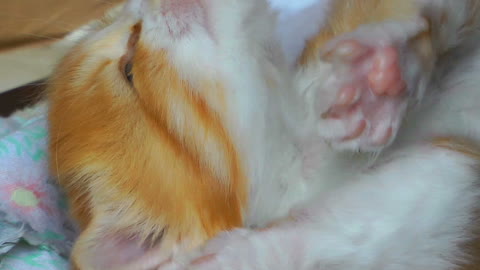 lLittle Sweet Baby Cat