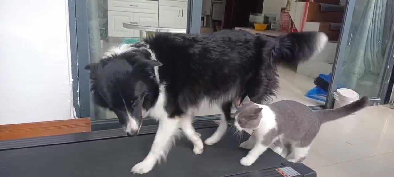 A cat dragging its hind legs