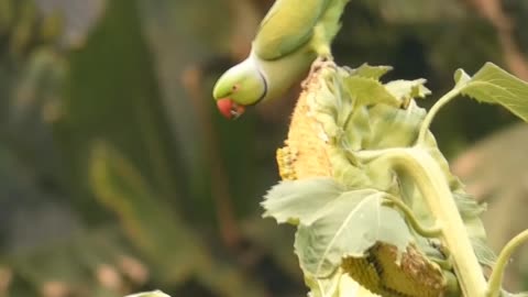 Beautiful weather in my village. The bird eating Sunflower...