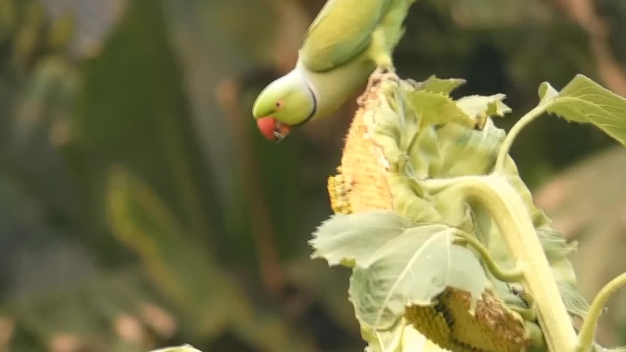 Beautiful weather in my village. The bird eating Sunflower...