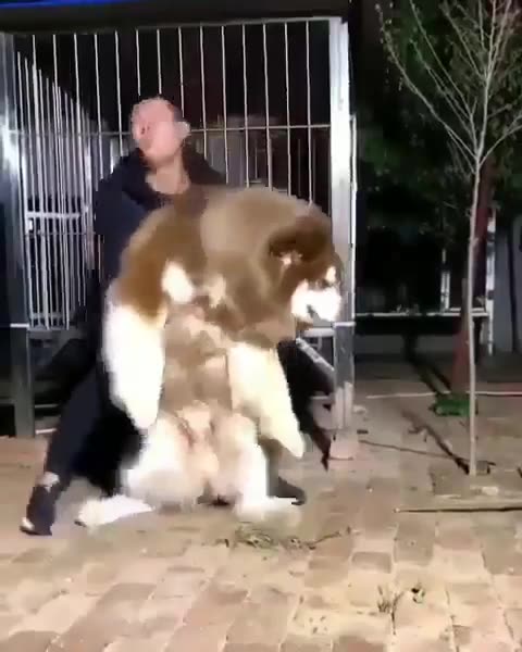 Omg big fluffy husky dog 🥰 |Funny animal videos| try not to laugh