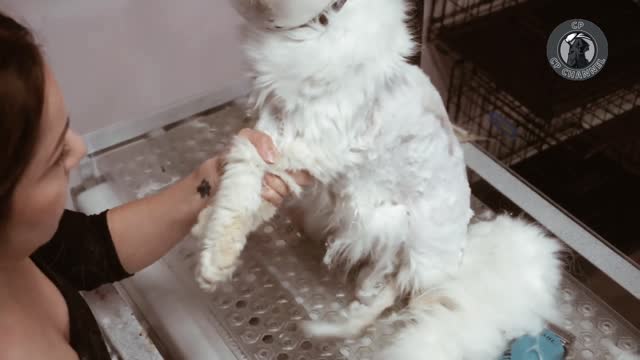 Extremely furious and matted astronaut cat