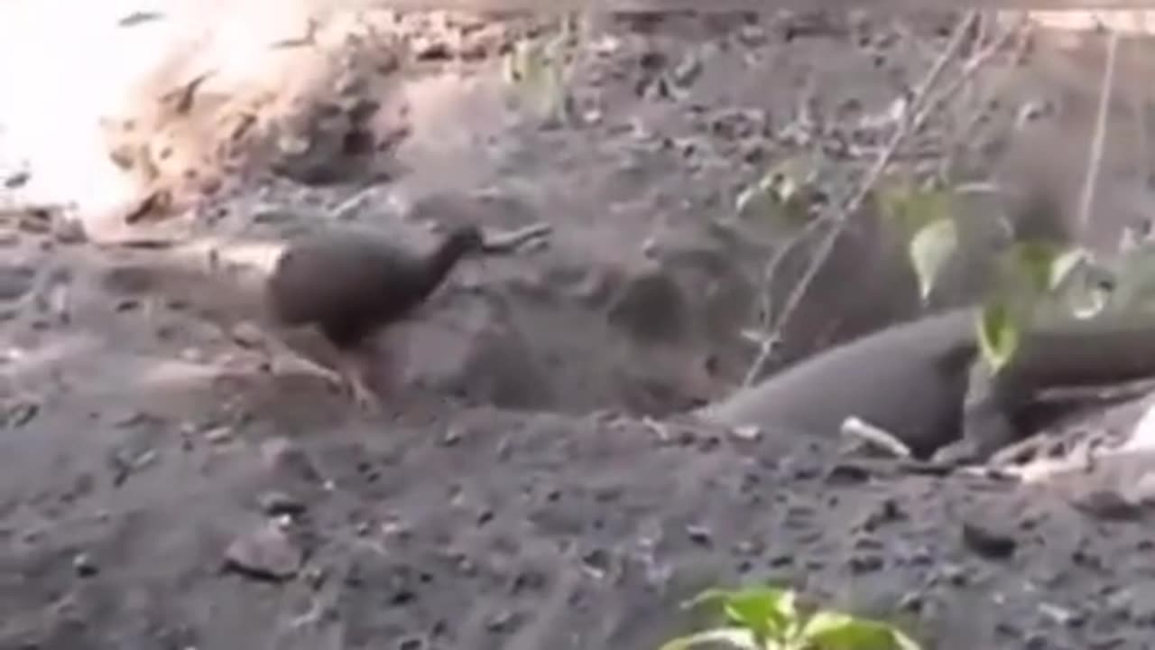 This Bird Has Got No Chills!!
