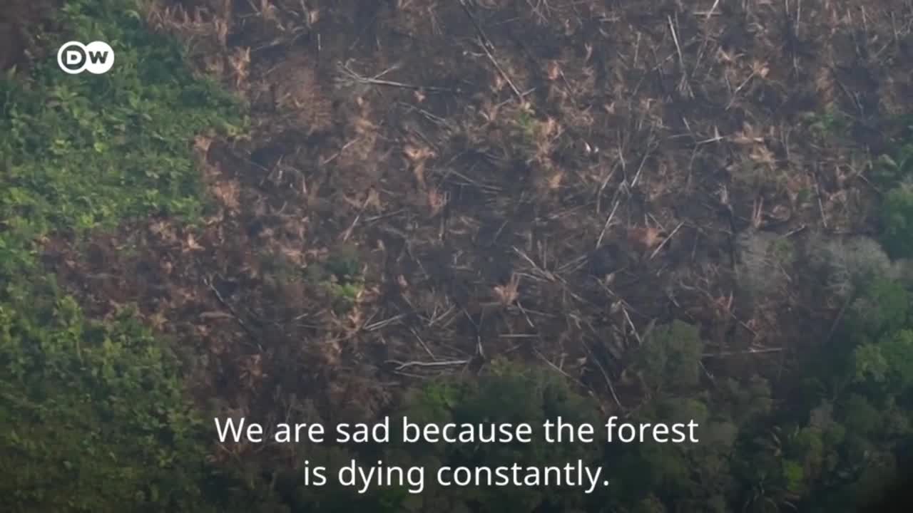 Brazil's indigenous people 'All of those trees had lives' DW Stories