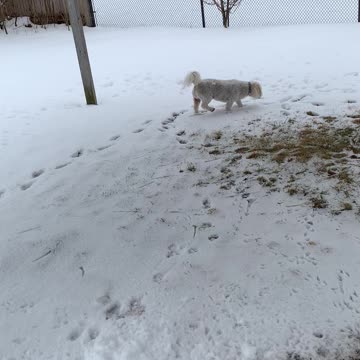 My Pet Shi-tzu Walking In The Snow