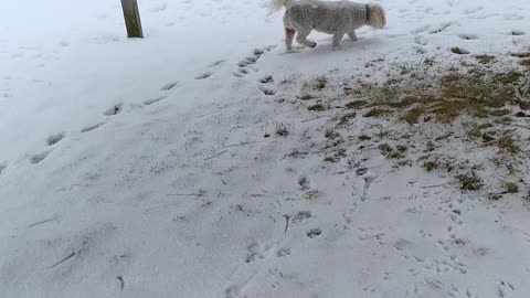 My Pet Shi-tzu Walking In The Snow