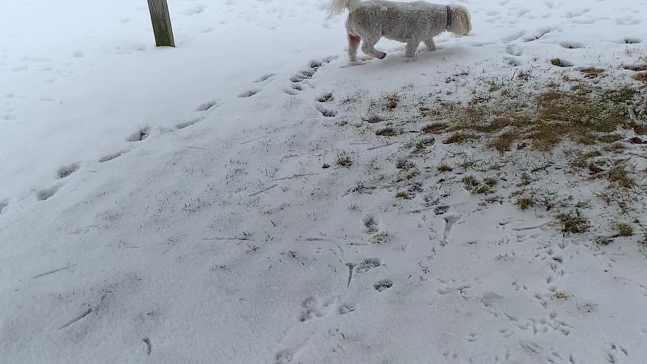 My Pet Shi-tzu Walking In The Snow