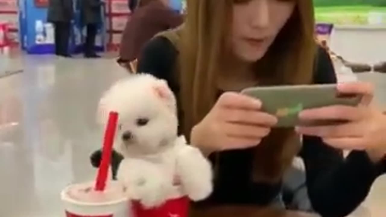 Cute dog in a cup