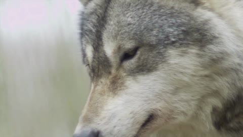 a wolf is restless looking for prey