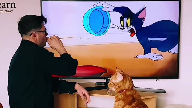 cute and funny cat videos compilation
