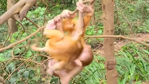 Hai chú khỉ con đang tập đu cây cùng nhau