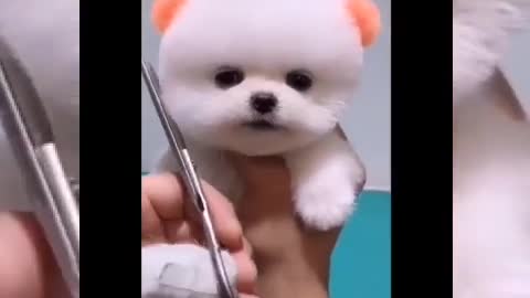 Video of Pets Cute Dogs and Cats