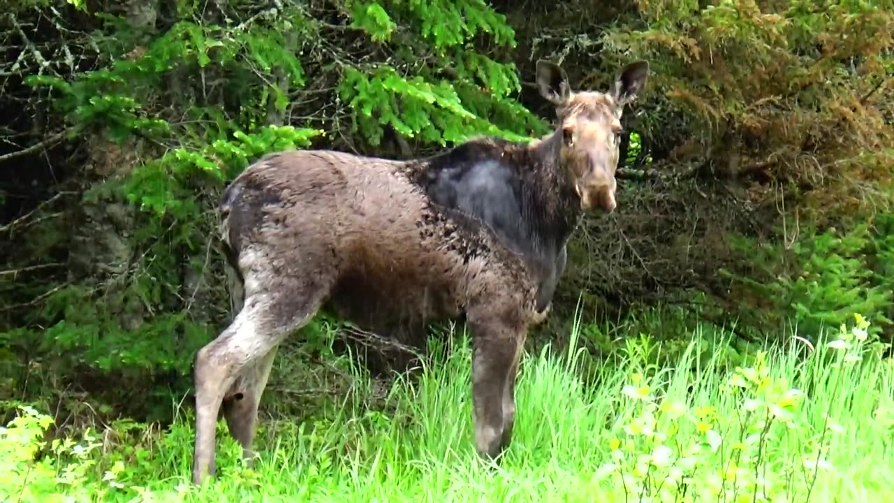 Roadside Moose