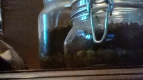 I made terrariums