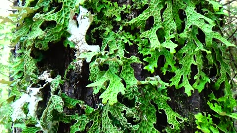 Lichen