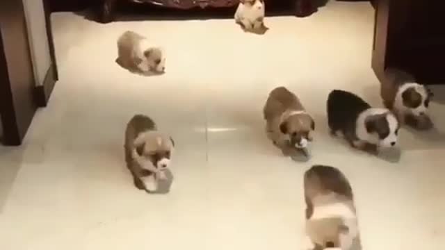 Are seven puppies cute