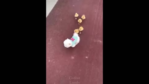 Cute Puppy following the chicks