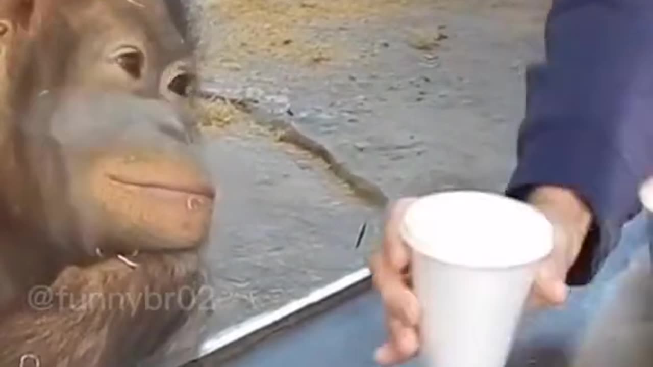 Monkey Funny Clip