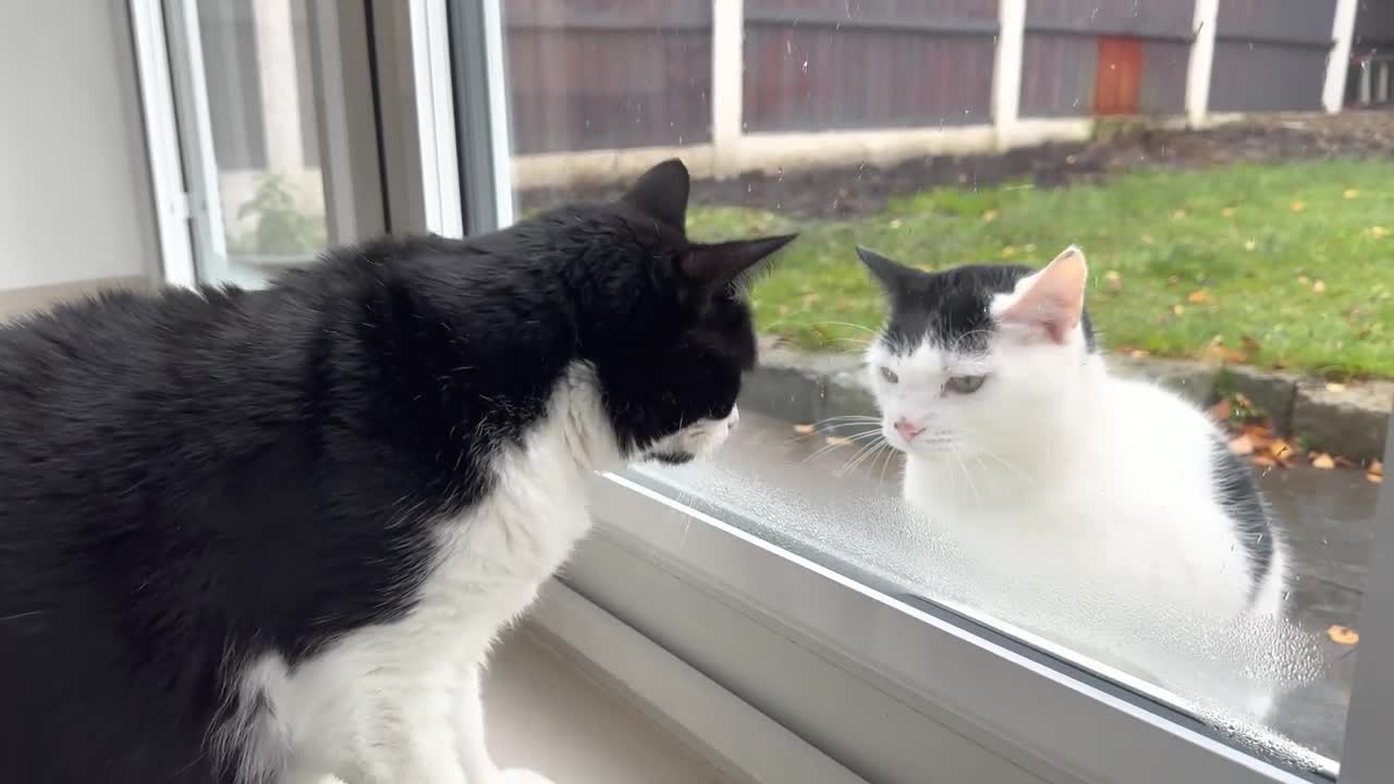 Neighbour's Cat Visits, My Cat Tries To Touch Him Through The Window