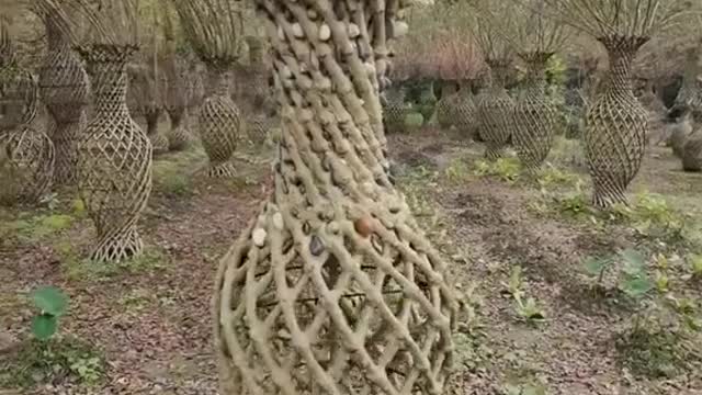 Họ thêm đá không biết để làm gì #bonsai