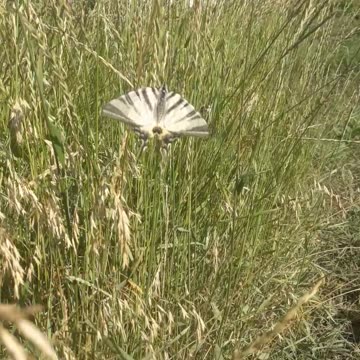 Butterfly in the grass