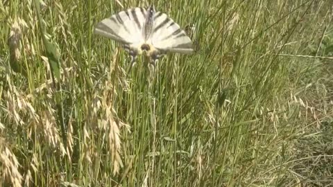 Butterfly in the grass