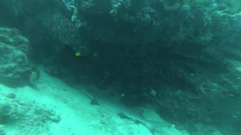 Shark sleeping on the ocean floor