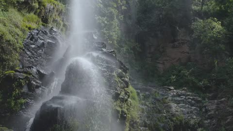 Nature and forest