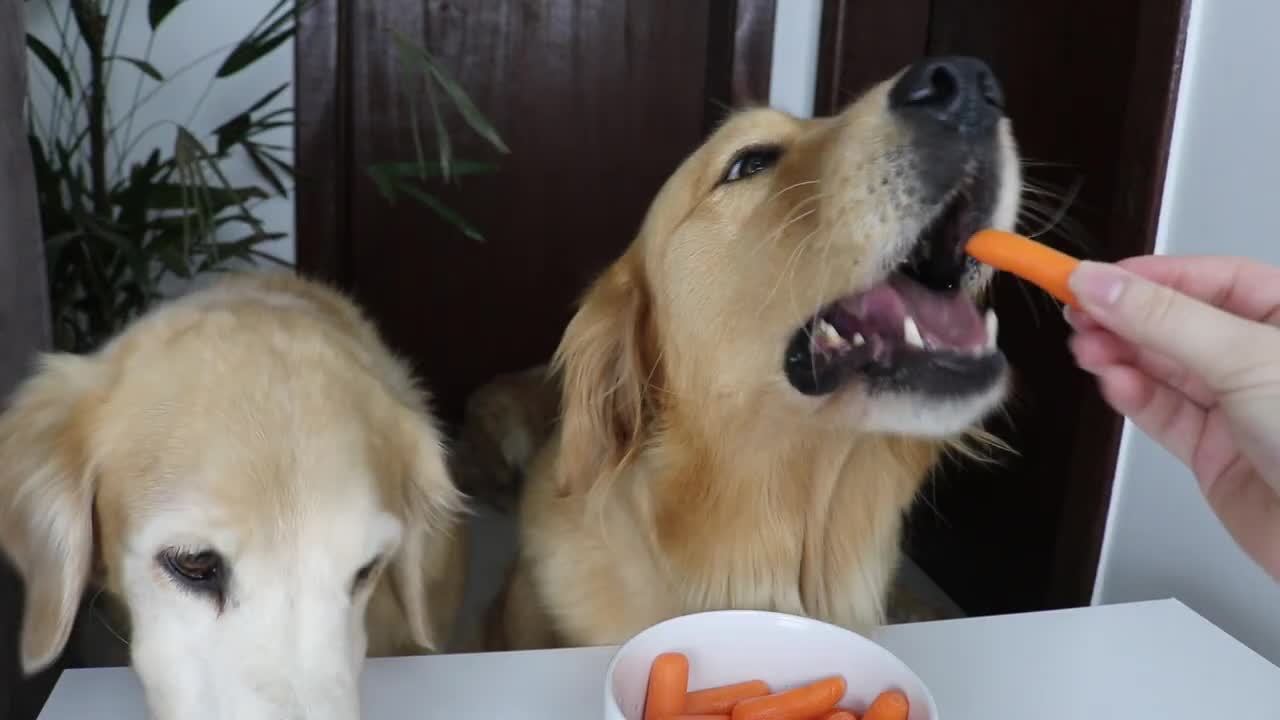 ASMR Dog Reviewing Crunchy Baby Carrot